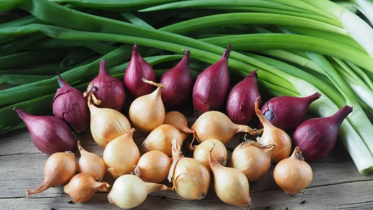 Avgust piyozini yetishtirish bo‘yicha tavsiya