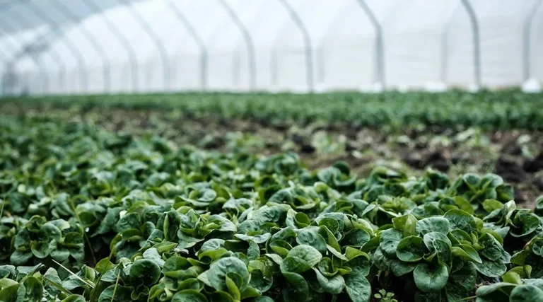 To’qsonbosti ekin o’zi nima? Unga oid agrotexnik tadbirlar borasida nimalar ma’lum?