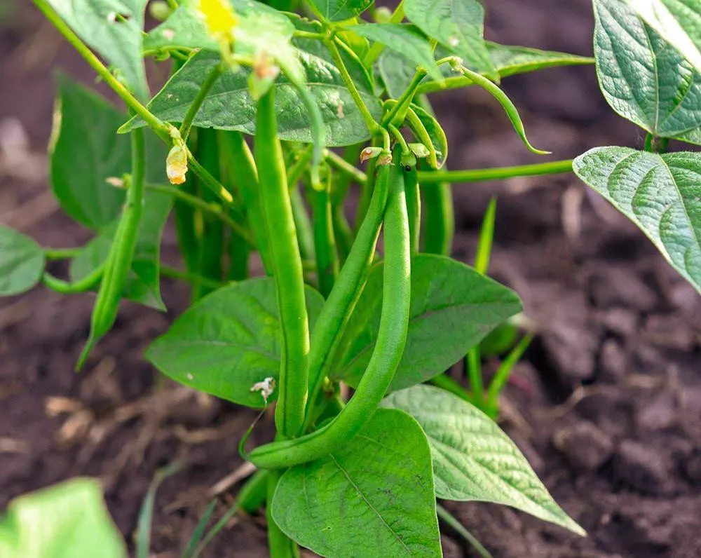 Loviya – sog‘lom turmush uchun bebaho ne’mat