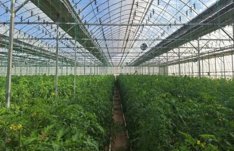 Toshkent viloyatida pomidor yig‘im-terimi boshlandi