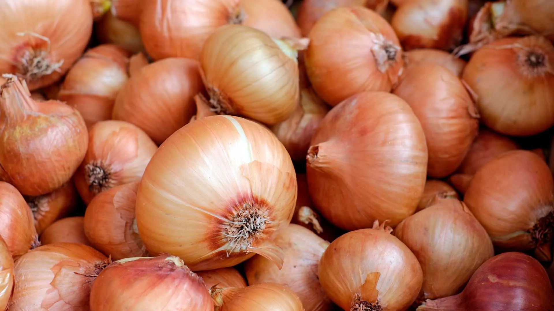 O‘zbekistonda 2024-yilda qancha piyoz yetishtirilganini bilasizmi?