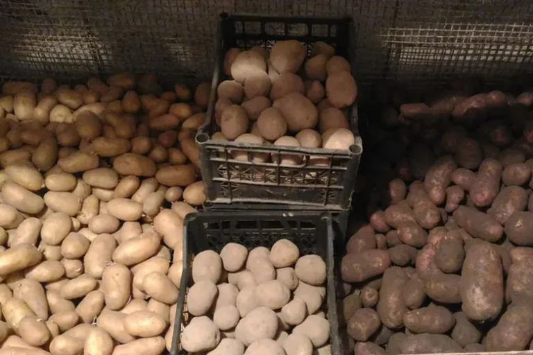 Qishda kartoshkani uy sharoitida qanday saqlash mumkin?