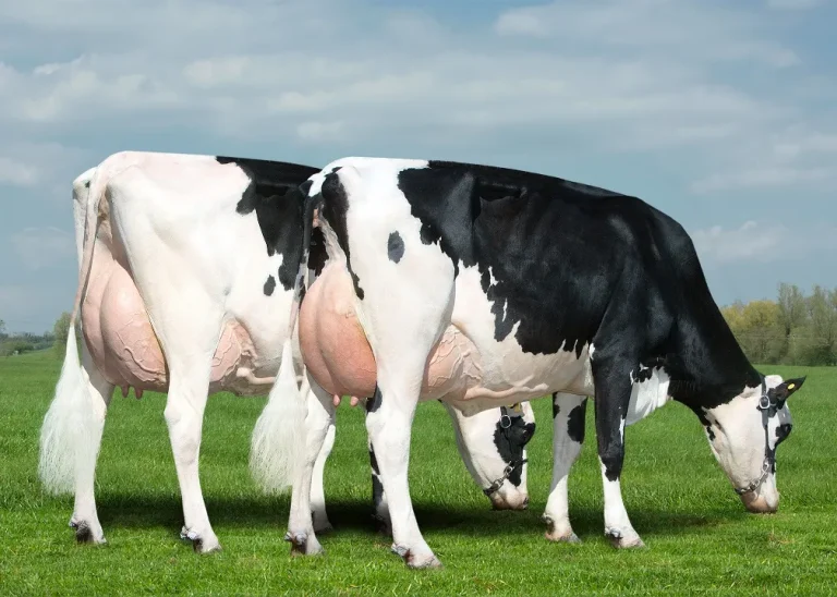 Golshtin moli — sut yetishtirishda yetakchi zot