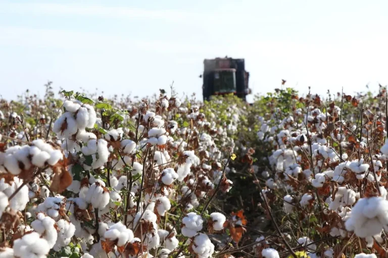 Пахта етиштиришда интенсив агротехнологиялар кенг жорий этилади