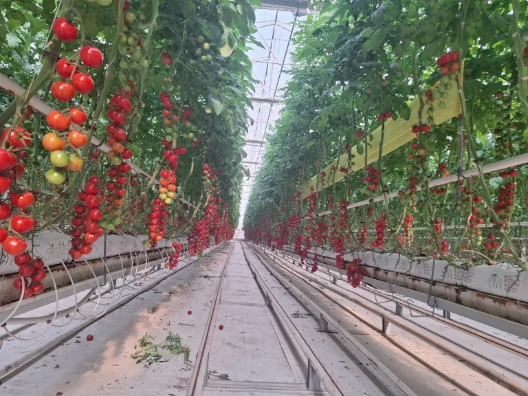 Toshkent tumanida zamonaviy issiqxonada eksportbop pomidorlar yetishtirilmoqda