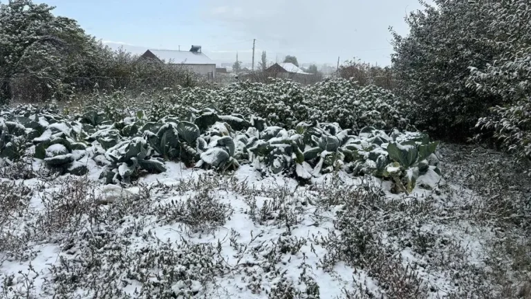 Қиш фаслида экинларни совуқдан ҳимоя қилишда қандай ёндашувни қўллаш самарали?