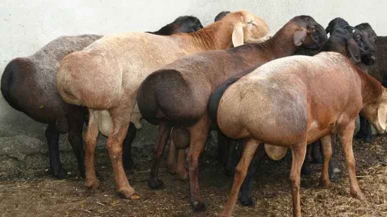 Qo’ylar tez semirishi uchun 5 ta eng yaxshi tavsiya