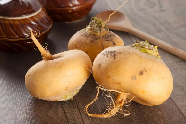 Sholg‘om — foydali va qadimiy sabzavot