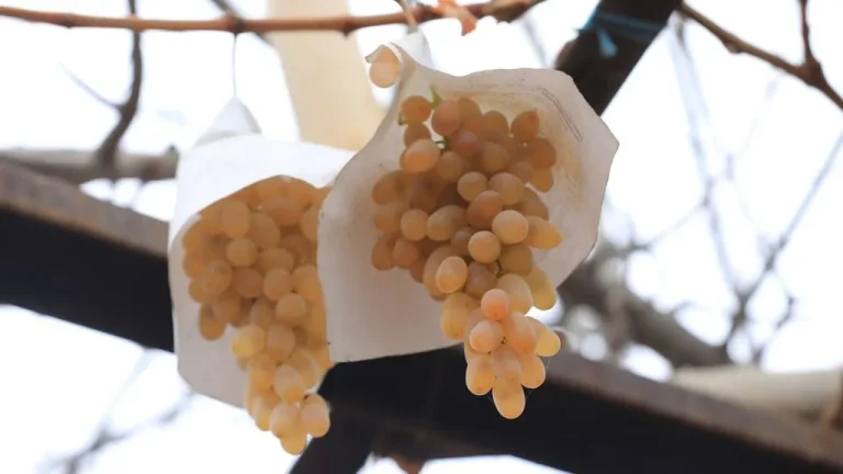 Uzumni yil davomida tabiiy holatda saqlashning uch xil usuli bor