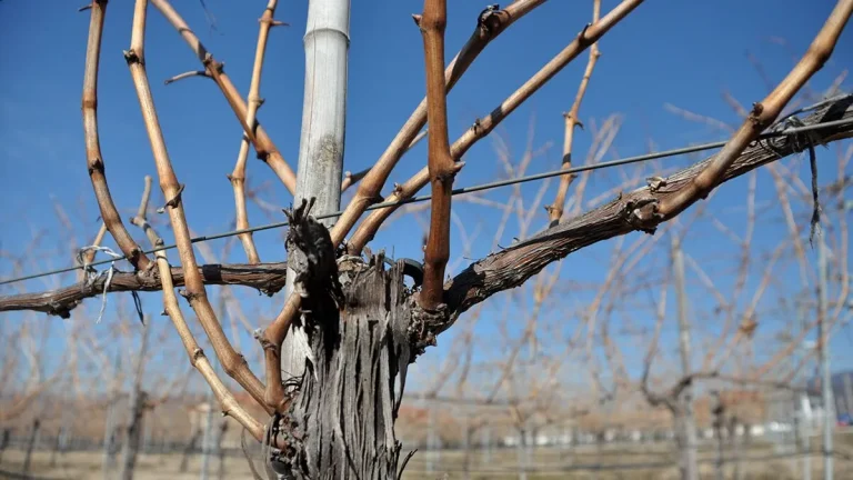 Қиш фаслида ток нима сабабдан ерга кўмилади