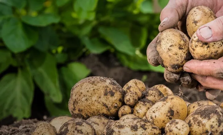 Kartoshka yetishtiruvchi subyektlarga qo‘yiladigan talablar belgilandi