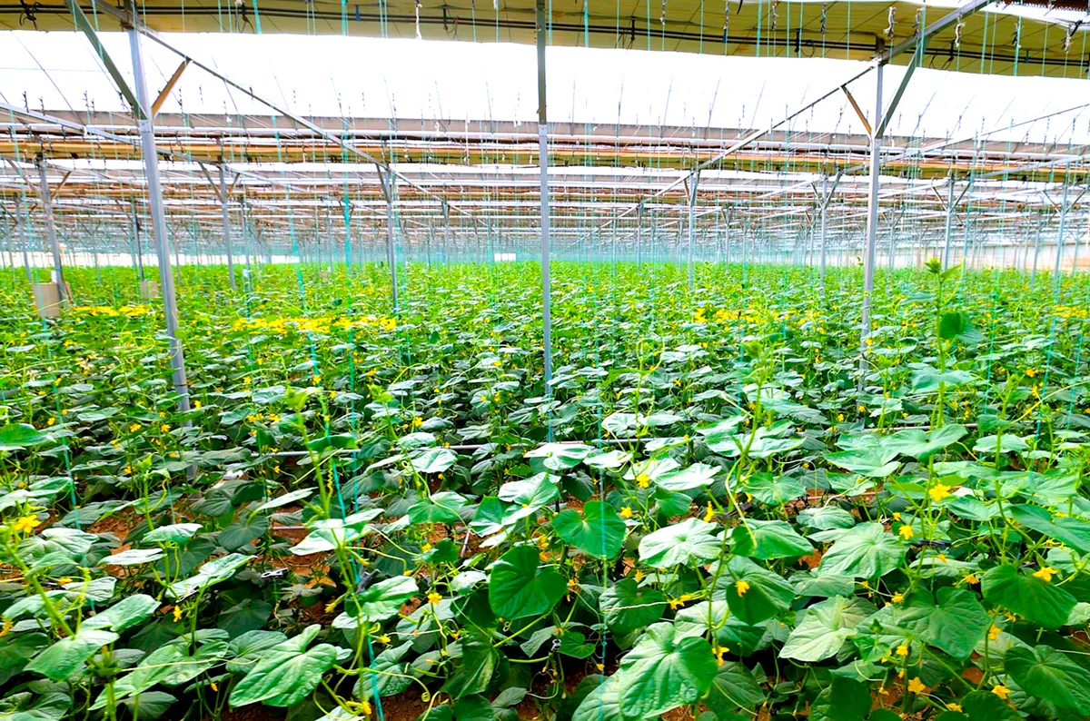 Bodringni teplitsaga qachon ekish kerak?