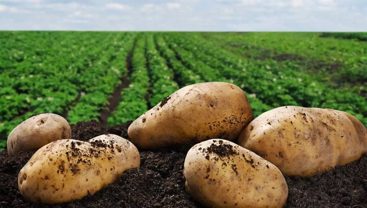 Pokistonda iqlim o‘zgarishiga mos kartoshka navlari yaratilmoqda
